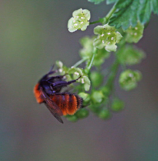 Rotpelzige Sandbiene - Andrena fulva