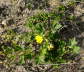 Sand-Fingerkraut - Potentilla cenerea (incana)