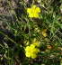 Sand-Fingerkraut - Potentilla cenerea (incana)