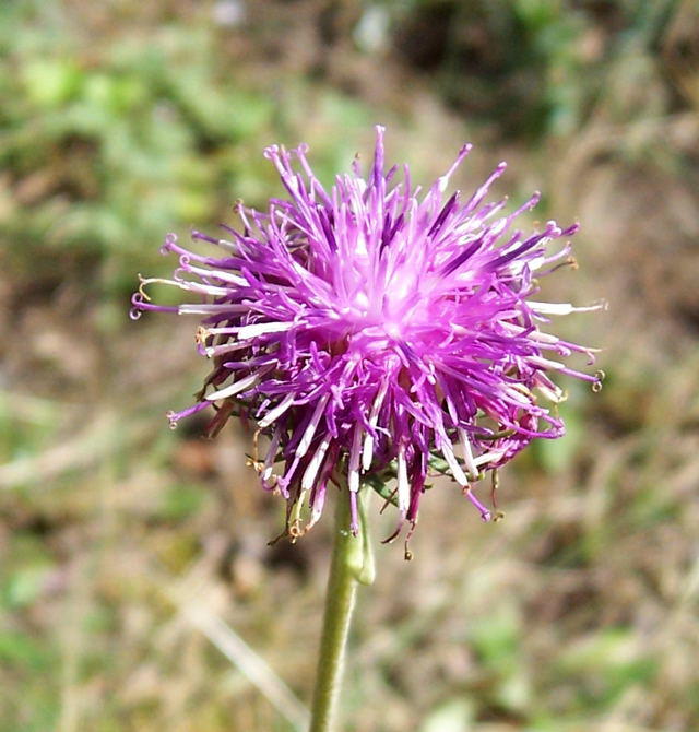 Sand-Silberscharte - Jurinea cyanoides