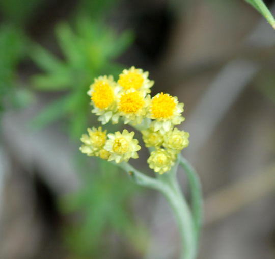 Sand-Strohblume - Helichrymus arenarium 