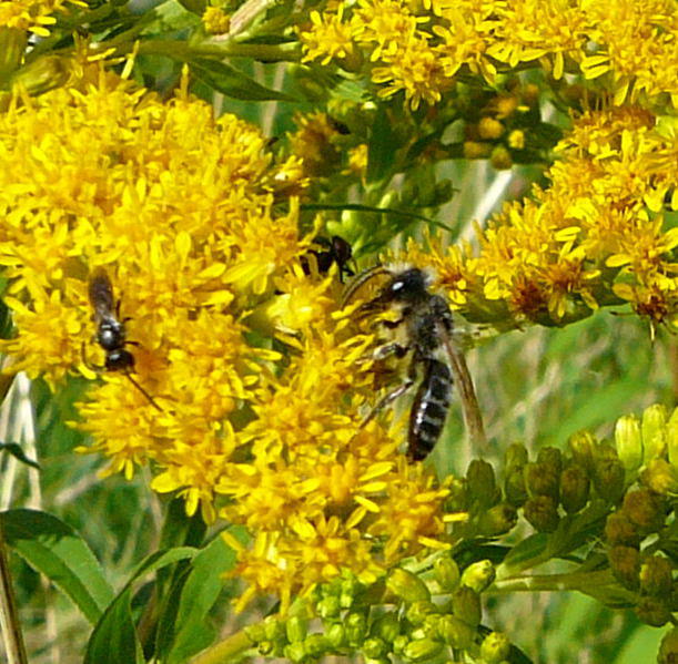 Sandbiene - Andrena cf. denticulata