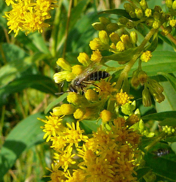 Sandbiene - Andrena cf. denticulata