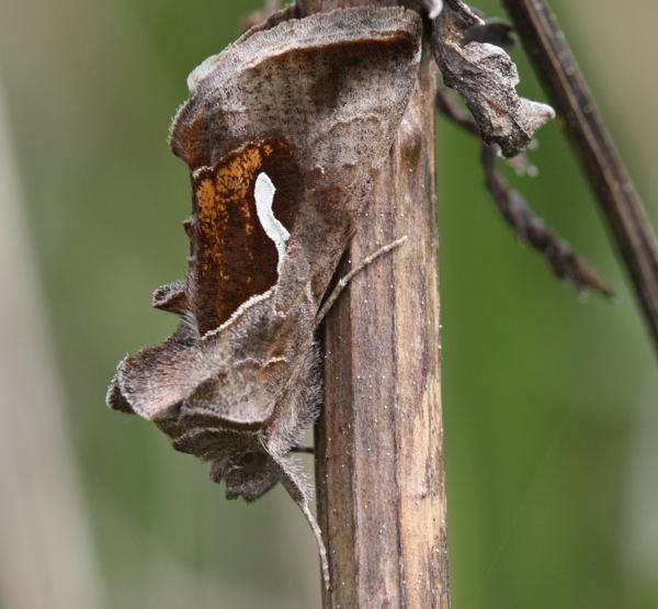 Schafgarben-Silbereule - Macdonnoughia confusa