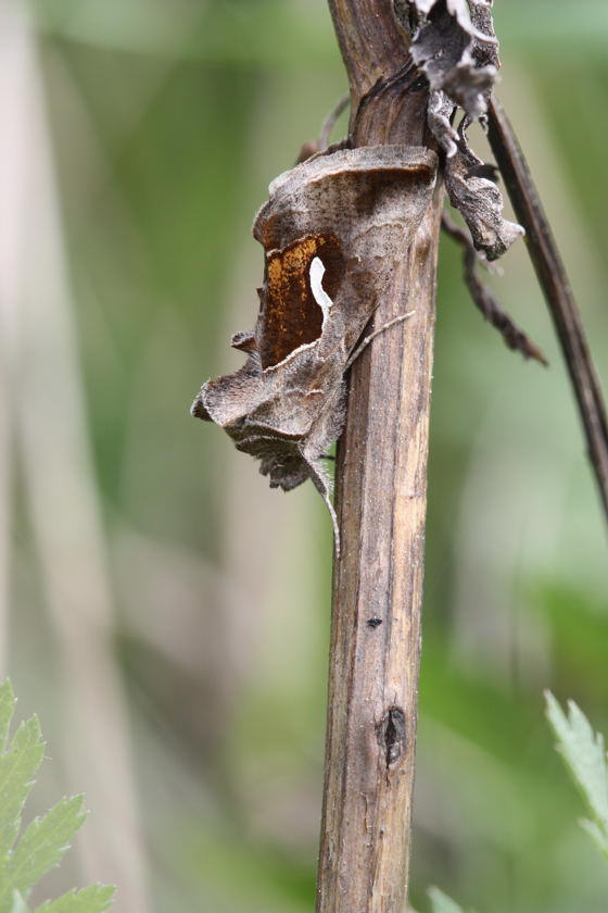 Schafgarben-Silbereule - Macdonnoughia confusa