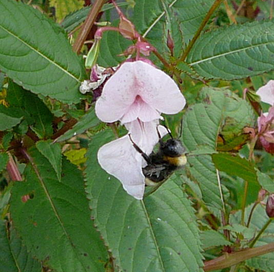 Schmarotzerhummel 2 - Psithyrus spec.