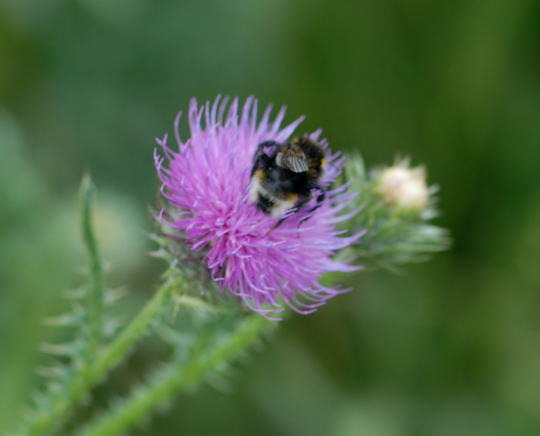 Schmarotzerhummel 