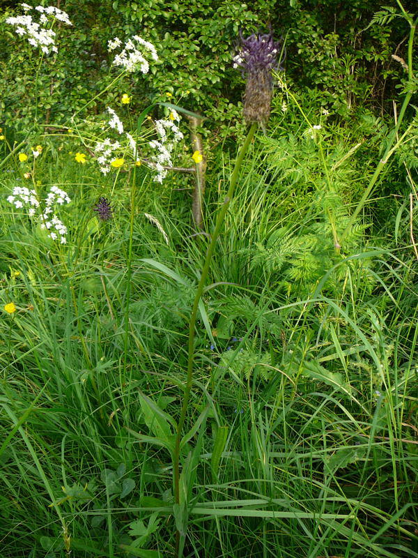 Schwarze Teufelskralle - Phyteuma nigrum