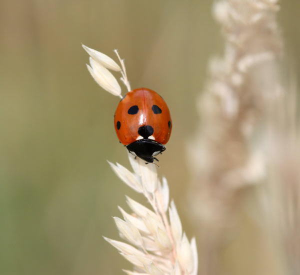 Siebenpunkt-Marienkfer - Coccinella septempunctata