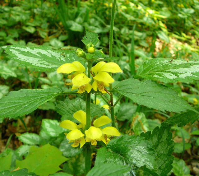 Silberblttrige Taubnessel - Lamium argentatum