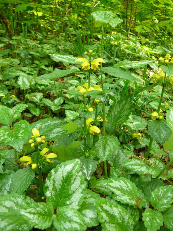 Silberblttrige Taubnessel - Lamium argentatum 