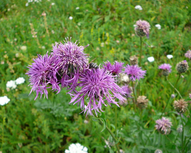 Skabiosen-Flockenblume - Centaurea scabiosa