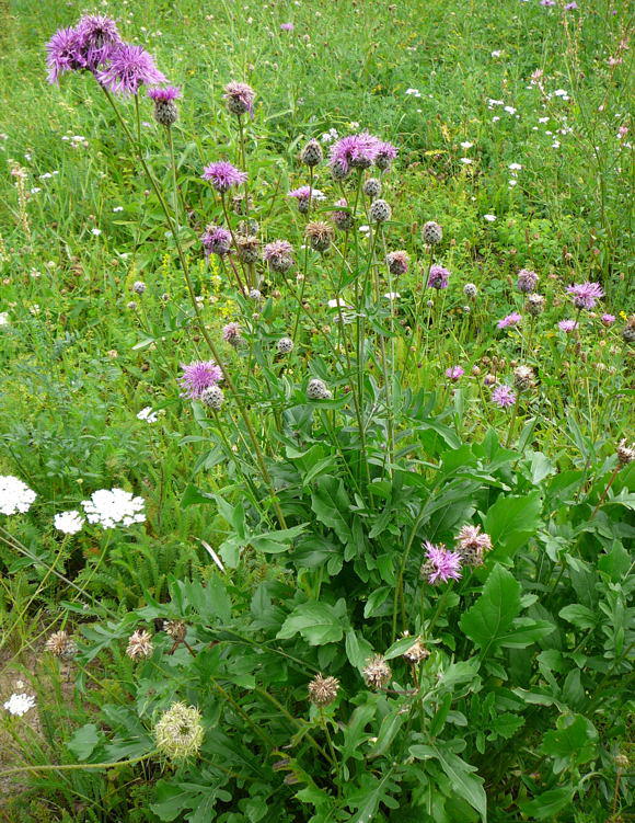 Skabiosen-Flockenblume - Centaurea scabiosa