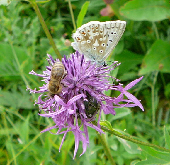 Skabiosen-Flockenblume - Centaurea scabiosa