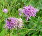 Skabiosen-Flockenblume - Centaurea scabiosa