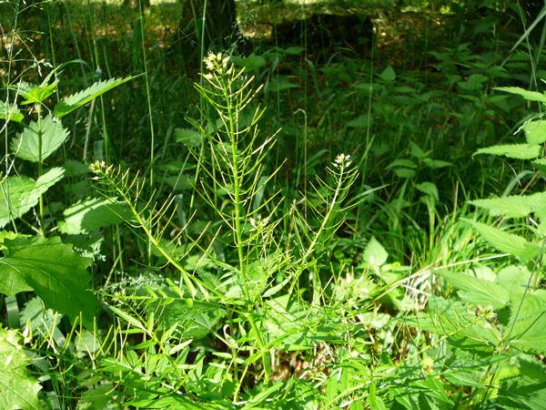 Spring-Schaumkraut - Cardamine impatiens 