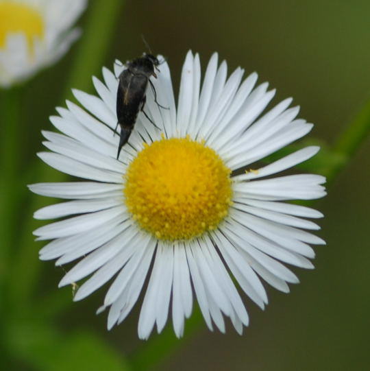 Stachelkfer 