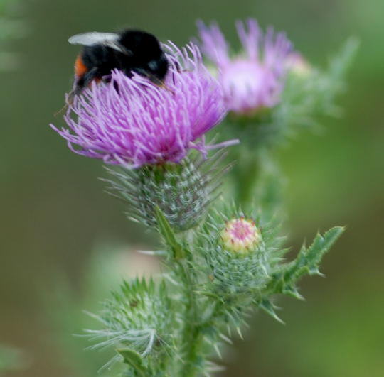 Steinhummel - Bombus lapidarius