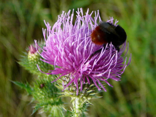 Steinhummel - Bombus lapidarius