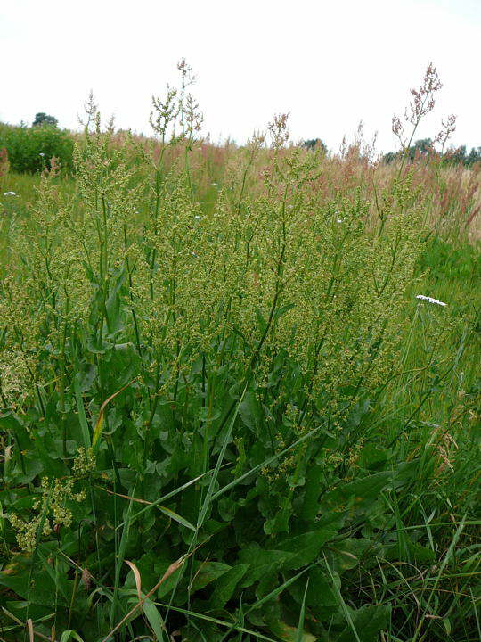 Straubltiger Sauerampfer - Rumex thyrsiflorus