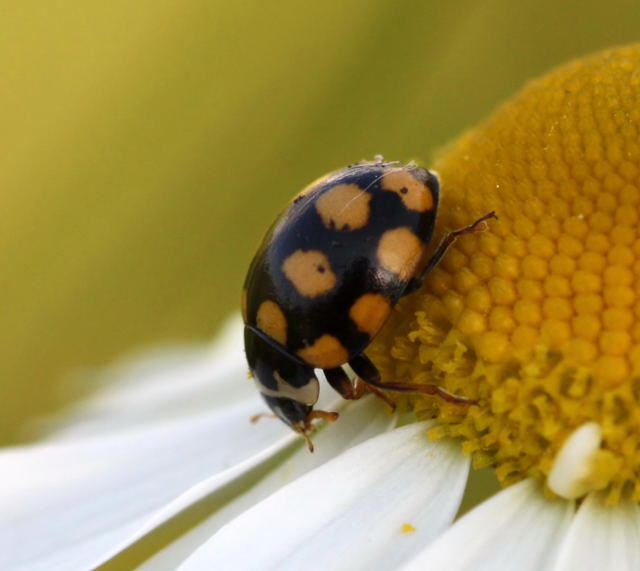 Trockenrasen-Marienkfer - Coccinula quatuordecimpustulata