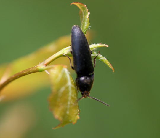 Cf. Limoniscus violaceus od. Cf. Melanotus punctolineatus