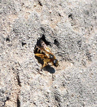 Vierbindige Furchenbiene - Halictus quadricinctus