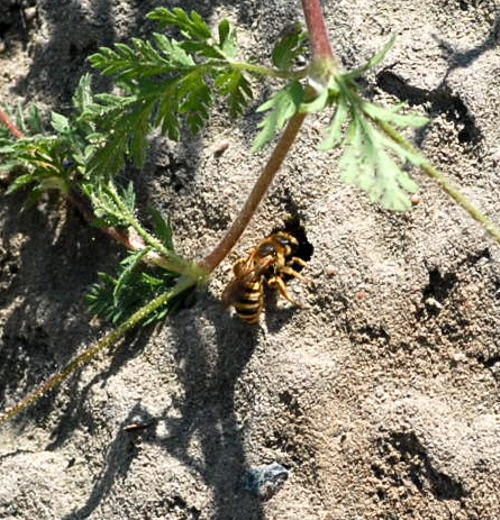 Vierbindige Furchenbiene - Halictus quadricinctus