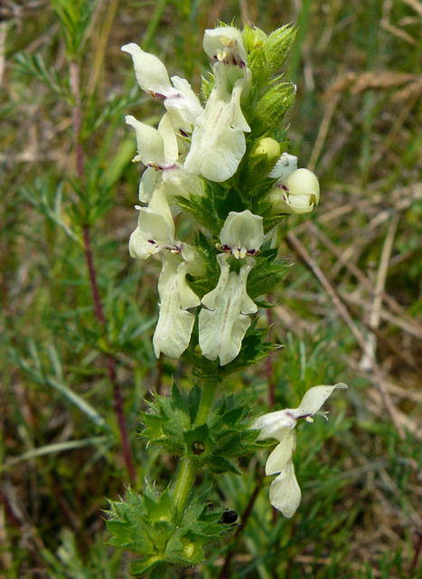 Aufrechter Ziest - Stachys recta