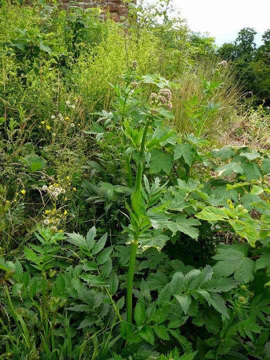 Echter Baldrian - Valeriana officinalis