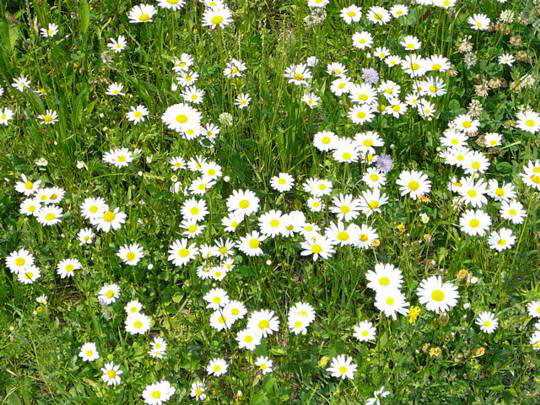 Gemeine Wucherblume (Marguerite) - Leucanthemum vulgare