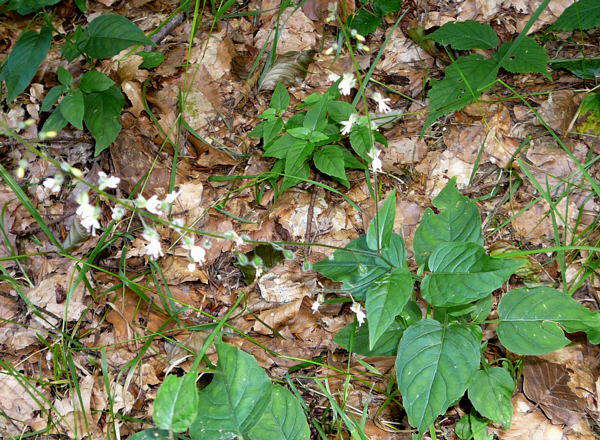 Groes Hexenkraut - Circaea lutetiana