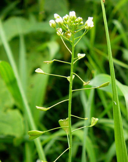 Hirtentschelkraut - Capsella bursa-pastoris