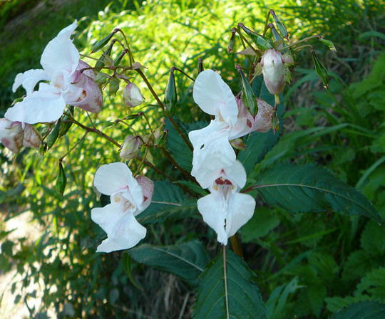 Indisches Springkraut - Impatiens glandulifera