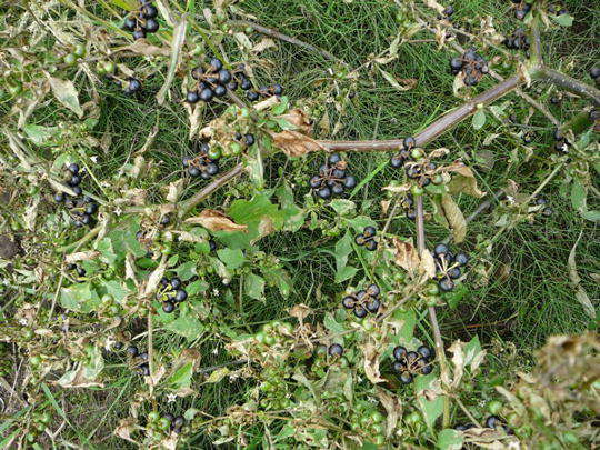 Schwarzer Nachtschatten - Solanum nigrum