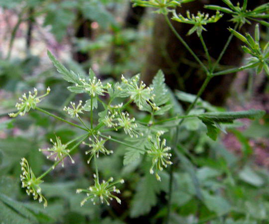 Taumel-Klberkropf - Chaerophyllum temulum