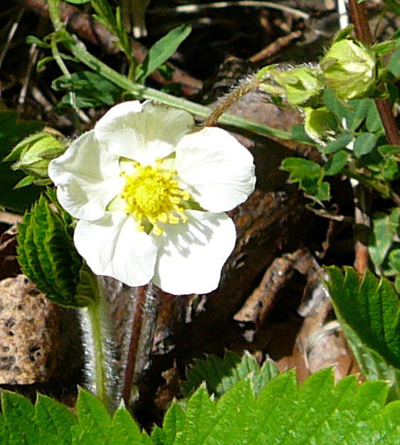 Wald-Erdbeere - Fragaria vesca