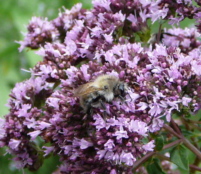 Waldhummel - Bombus sylvarum