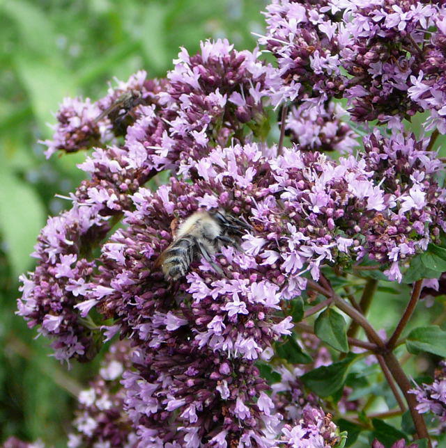 Waldhummel - Bombus sylvarum