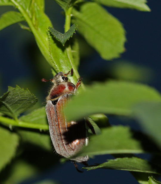 Waldmaikfer - Melolontha hippocastani