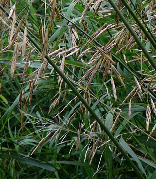 Wehrlose Trespe - Bromus inermis