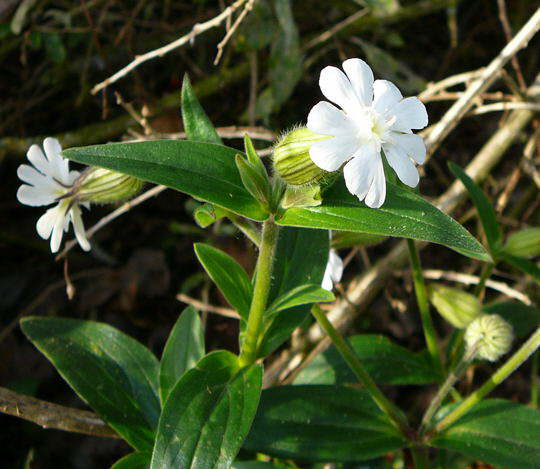 Weie Lichtnelke - Silene alba