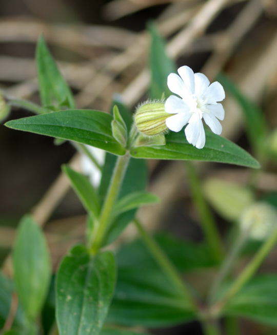 Weie Lichtnelke - Silene alba