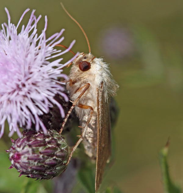 Weifleck-Graseule - Mythimna albipuncta