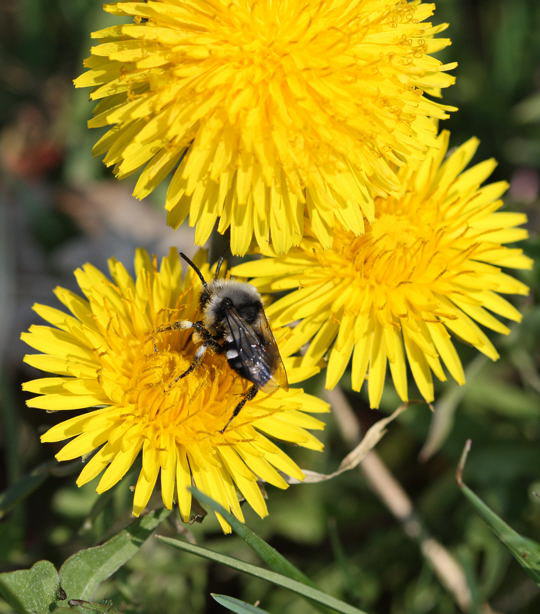 Weissfleckige Trauerbiene - Melecta luctuosa