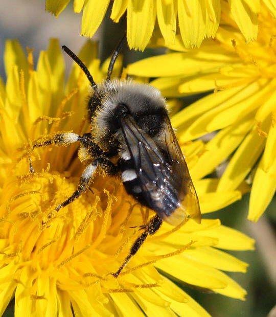 Weissfleckige Trauerbiene - Melecta luctuosa