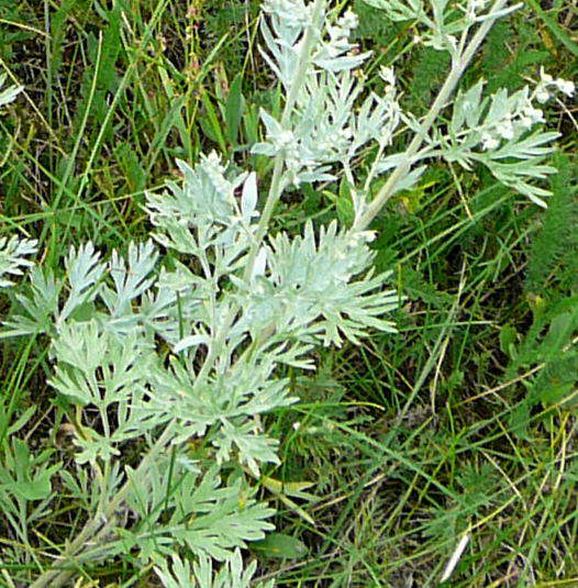 Wermut - Artemisia absinthium