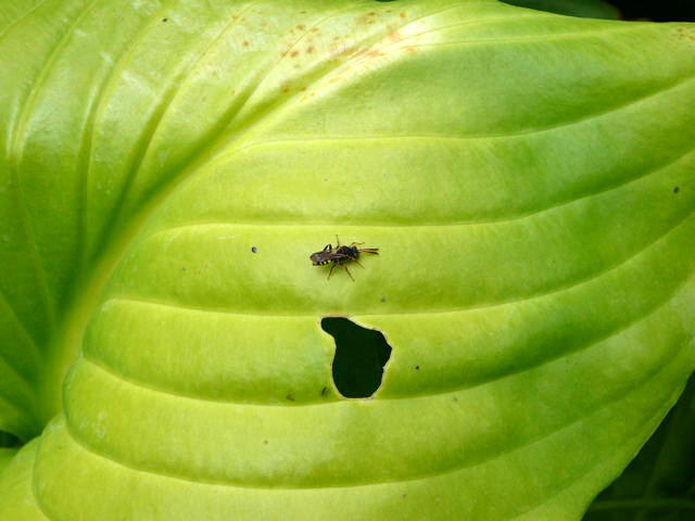 Wespenbiene - Nomada spec.