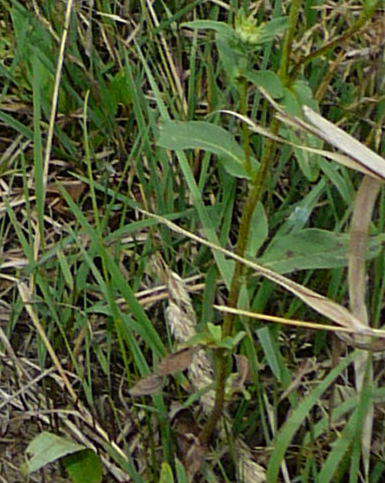 Wiesen-Alant - Inula britannica