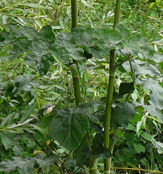 Wiesen-Brenklau - Heracleum sphondylium